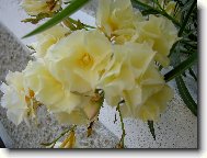 Olenadr obecn�