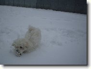 Monty ve sn�hu