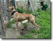 PitBull \"MAILO\"