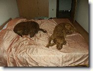 na�e dv� chessie  Ich. a Mluti Ch. Amie  a Amanda \"v posteli\"