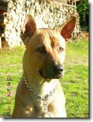 Thajsk� Ridgeback