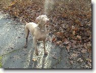V�marsk� oha�