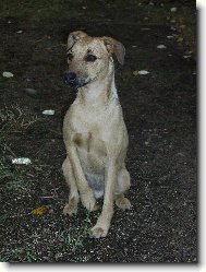 Majra ze Sib�insk�ch topol�