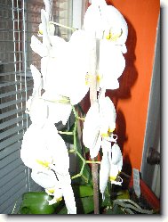 Orchidej v lo�nici na severn� stran� 18-20stupn��