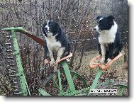 pracovn� ps�