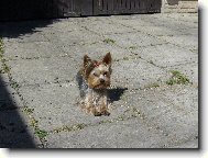 MIA z D���na