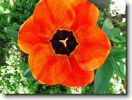 tulip�n