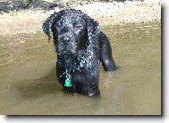 Sid (4 mes�ce - 19,5 kilo)