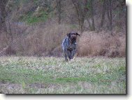 �esk� Fousek