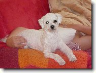 jsem ost��han�