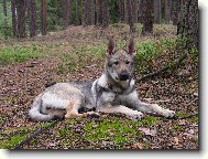 Annie z Hol�tejna