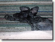 takle vysoko sk��e muj pes