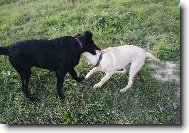Flat coated retriever a Labradorsk� retrievr