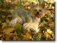 jena prav� podzimn� Ad�lka