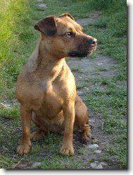 U� mi byl rok Bria