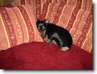 tam�a hajink�