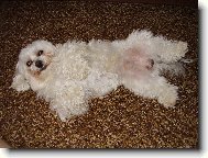 N� mil��ek Samuel