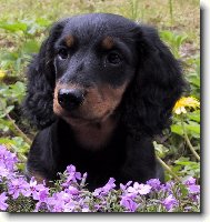 D�ja ze �t�kotu