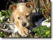Narrandera Red Cidabro 8 t�dn�