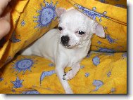 probuzen� Jassinka