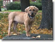 Baldey ze �pi��ku