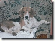 Billi�ek Olomouc 1rok