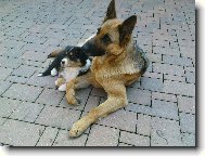 na�e holky