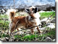 �ivava Sisi - Celestine Jolly Pixie