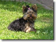 Jessie - jako ps� modelka