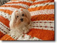 malt�z��ek fenka Jessinka