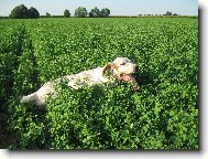 SETTER INGLESE DALL"ITALIA