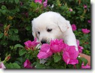 Slovensk� �uva�