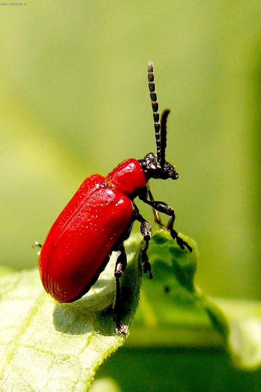 Foto: Brouk Pytl�k