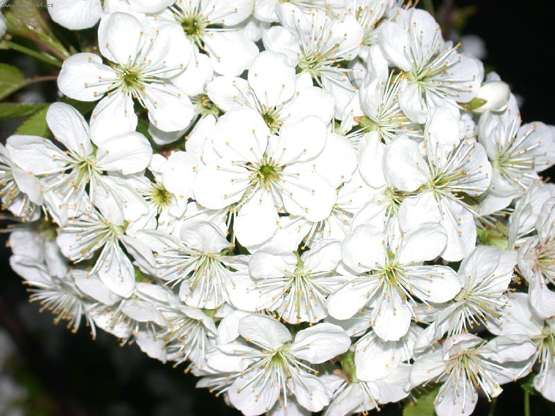 Foto: Kv�t
