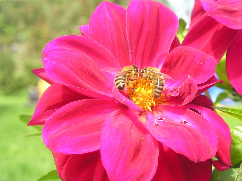 Foto: P��roda z bl�zka