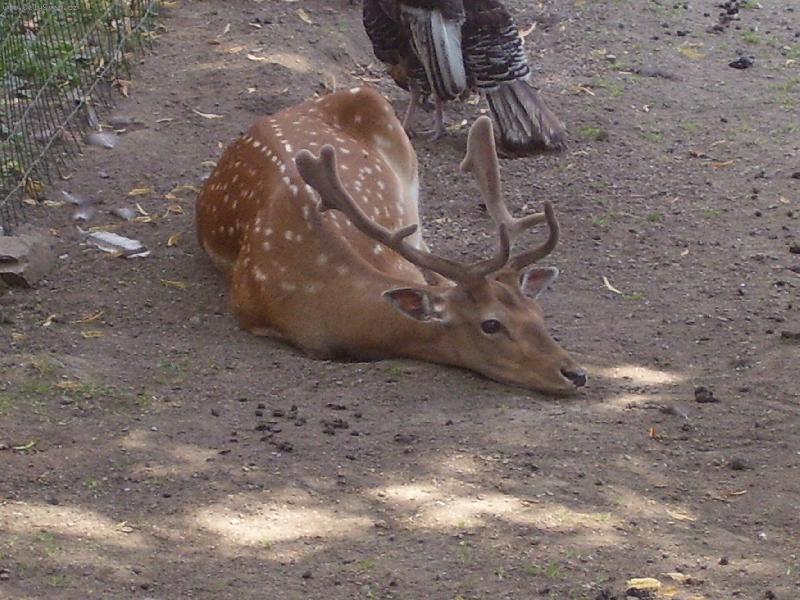 Foto: jelen Sika-chce se mi sp�t!