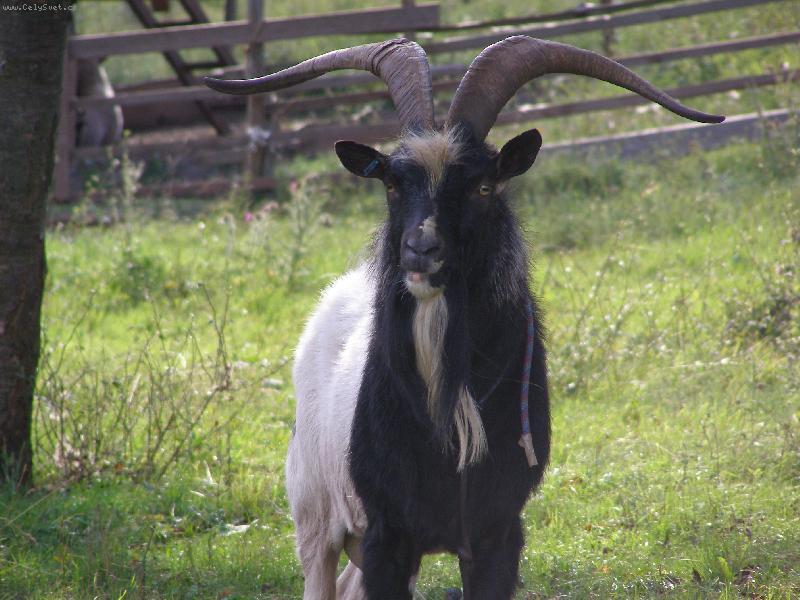 Foto: kozel z podhrad� To�n�ku