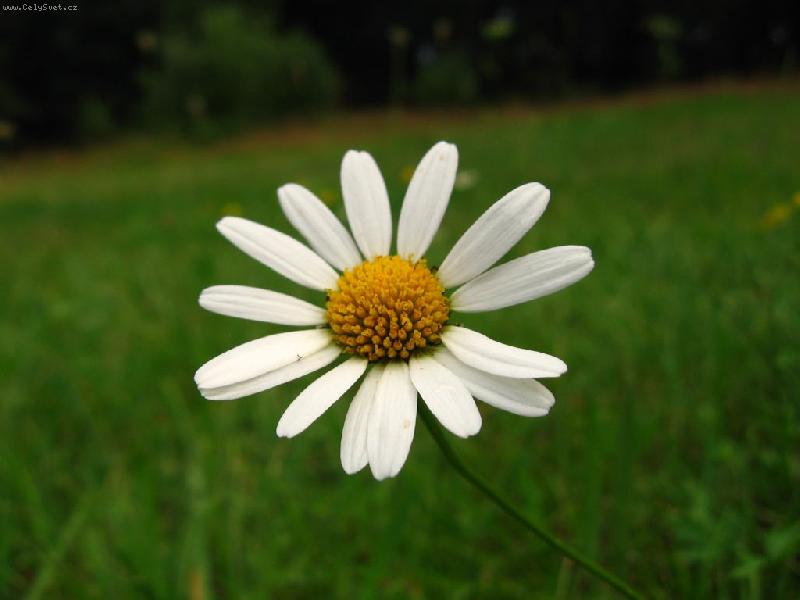 Foto: Kopretina