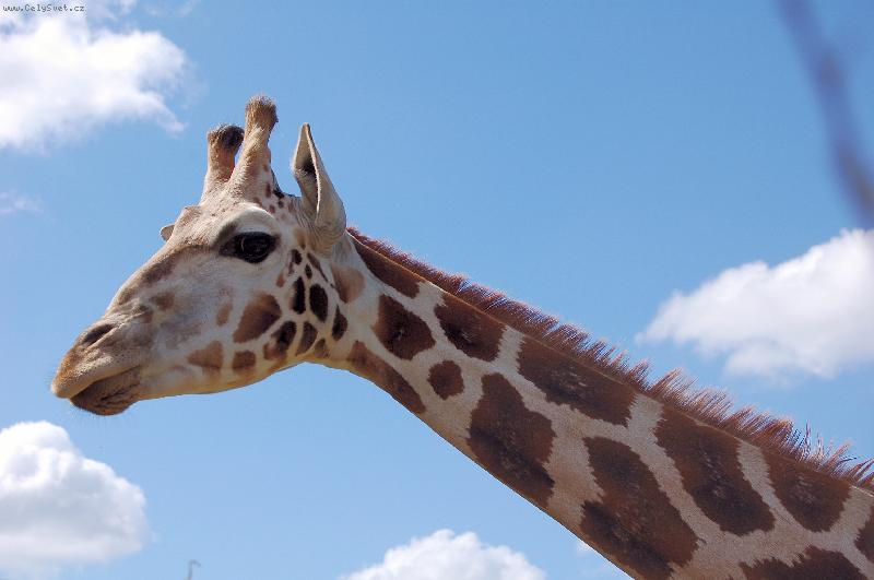 Foto: �irafka