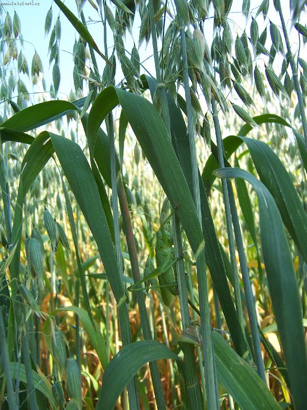 Foto: Kobylka?-Najde� ji?