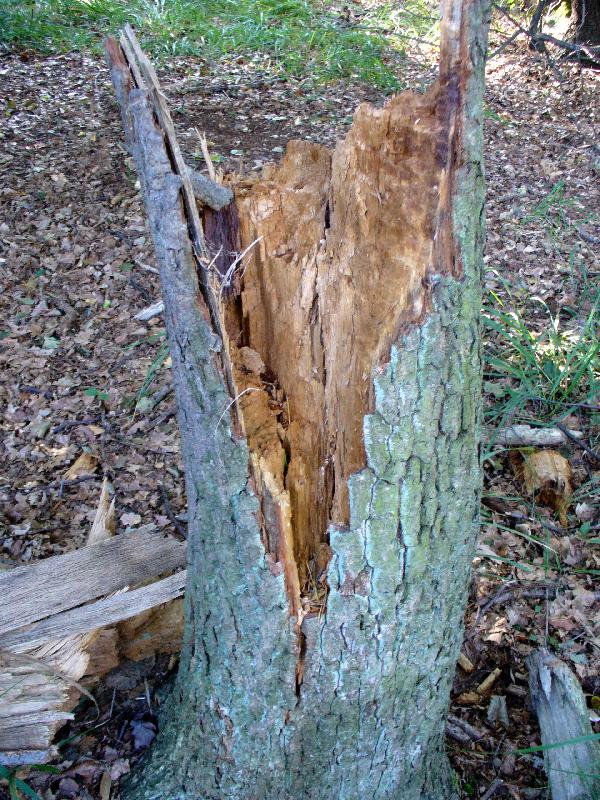 Foto: Zbytek lesa-Pa�ez