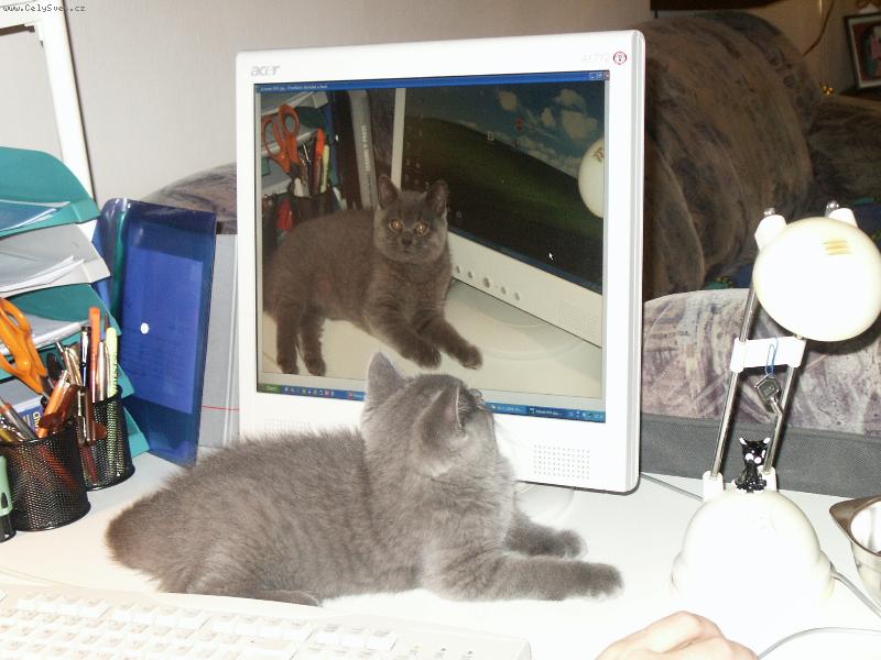 Foto: To jsem ale kocour.......