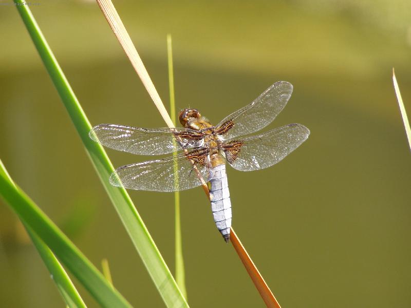 Foto: V�ka plosk�