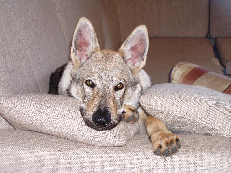 Foto: Baron-kuk