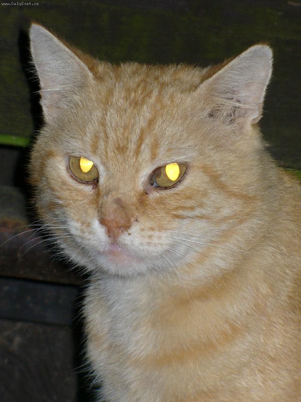 Foto: ZRZEK-V�rn� p��tel