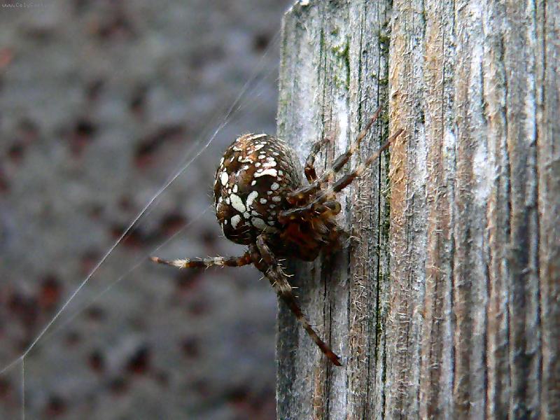 Foto: hl�da� u domu-pavouk