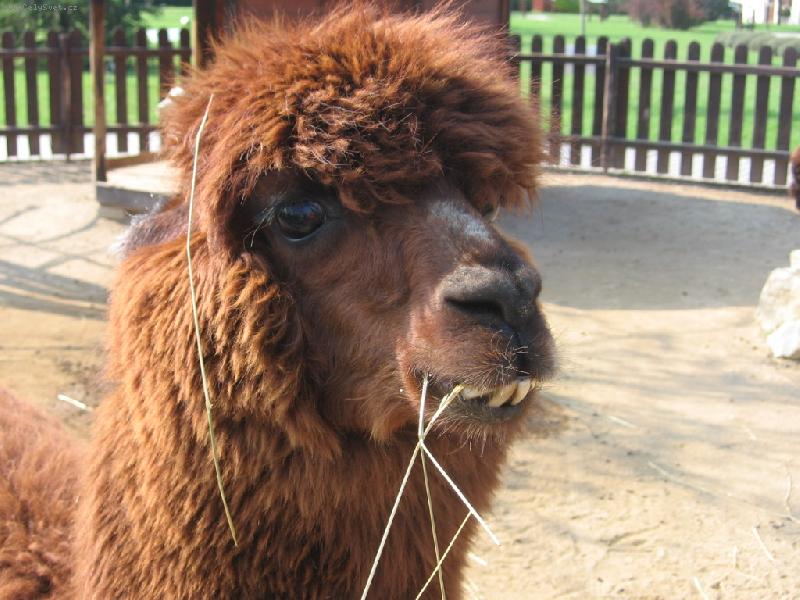 Foto: lama s k�iv�ma zubama