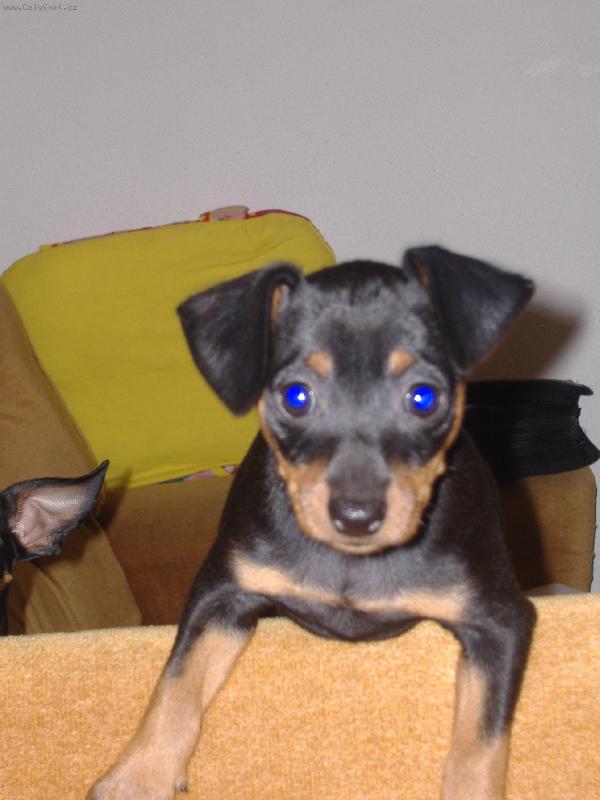 Foto: Na�e modroo�ko