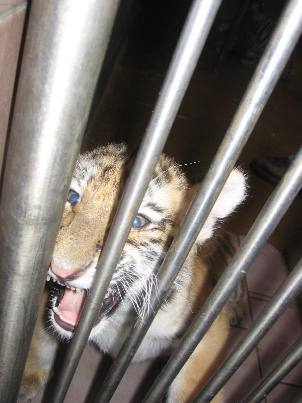 Foto: Tygr-j� chci ven