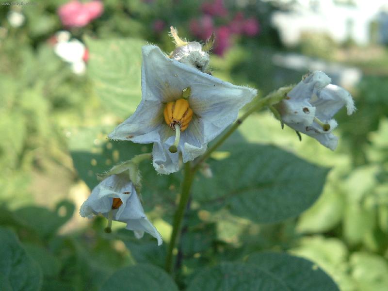 Foto: Brambor